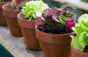 Plants in Pots