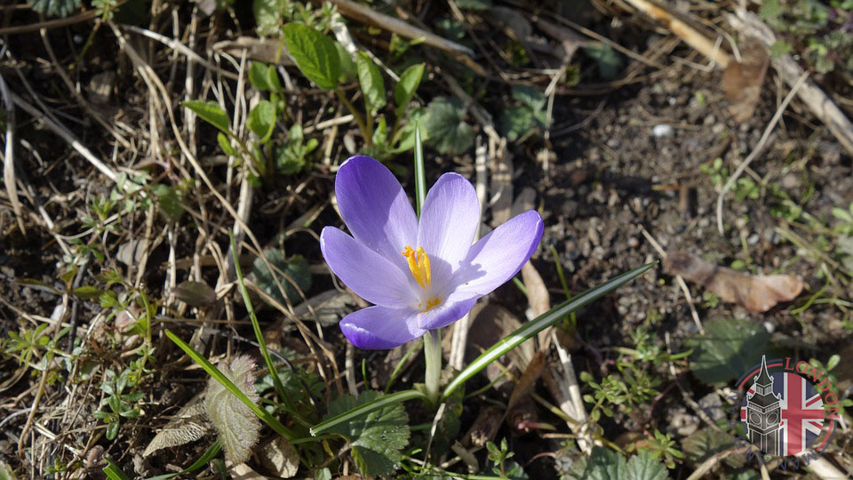 Flower in spring